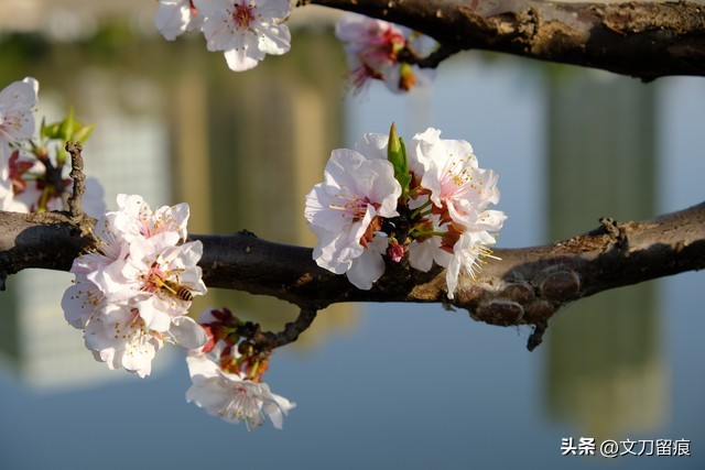 花开花落好运来,春天梅花开好运自然来