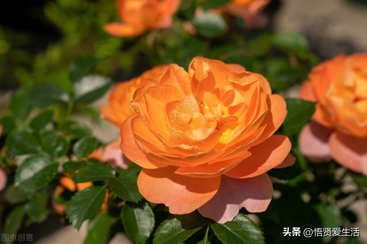 哪种绿色植物是最有效吸甲醛的,刚装修好的新房种什么植物去甲醛