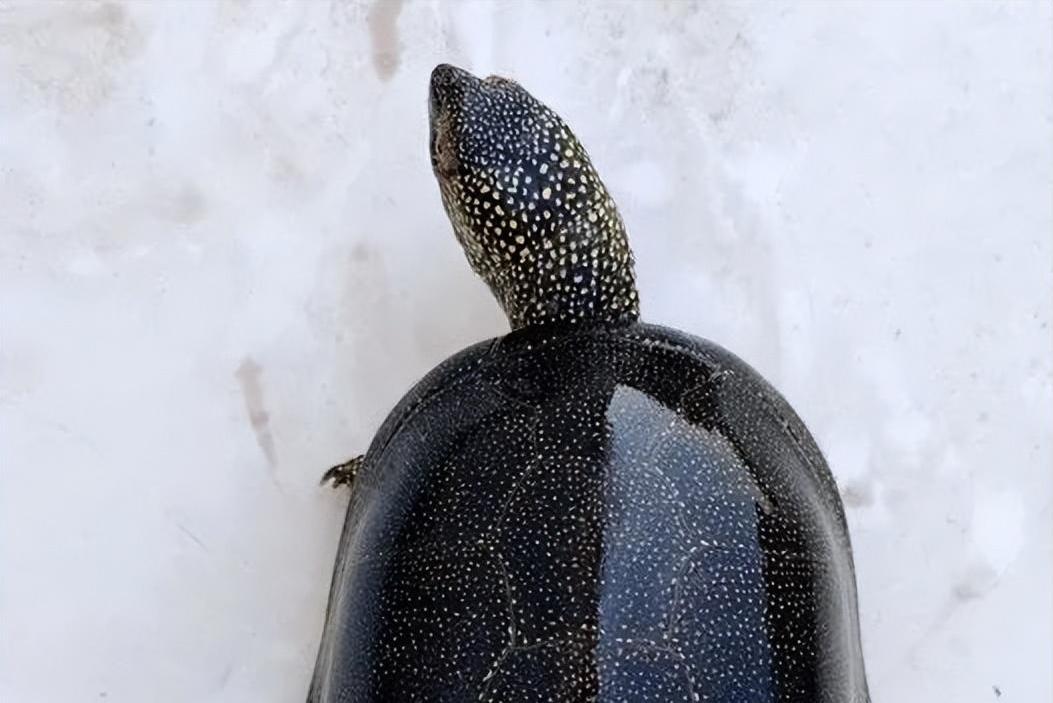 欧泽龟养殖技术和注意事项,黄缘闭壳龟和欧泽龟哪个寿命长