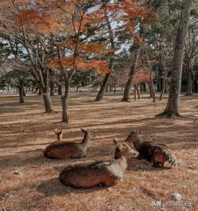 深度解析真实的日本,解读真实的日本人
