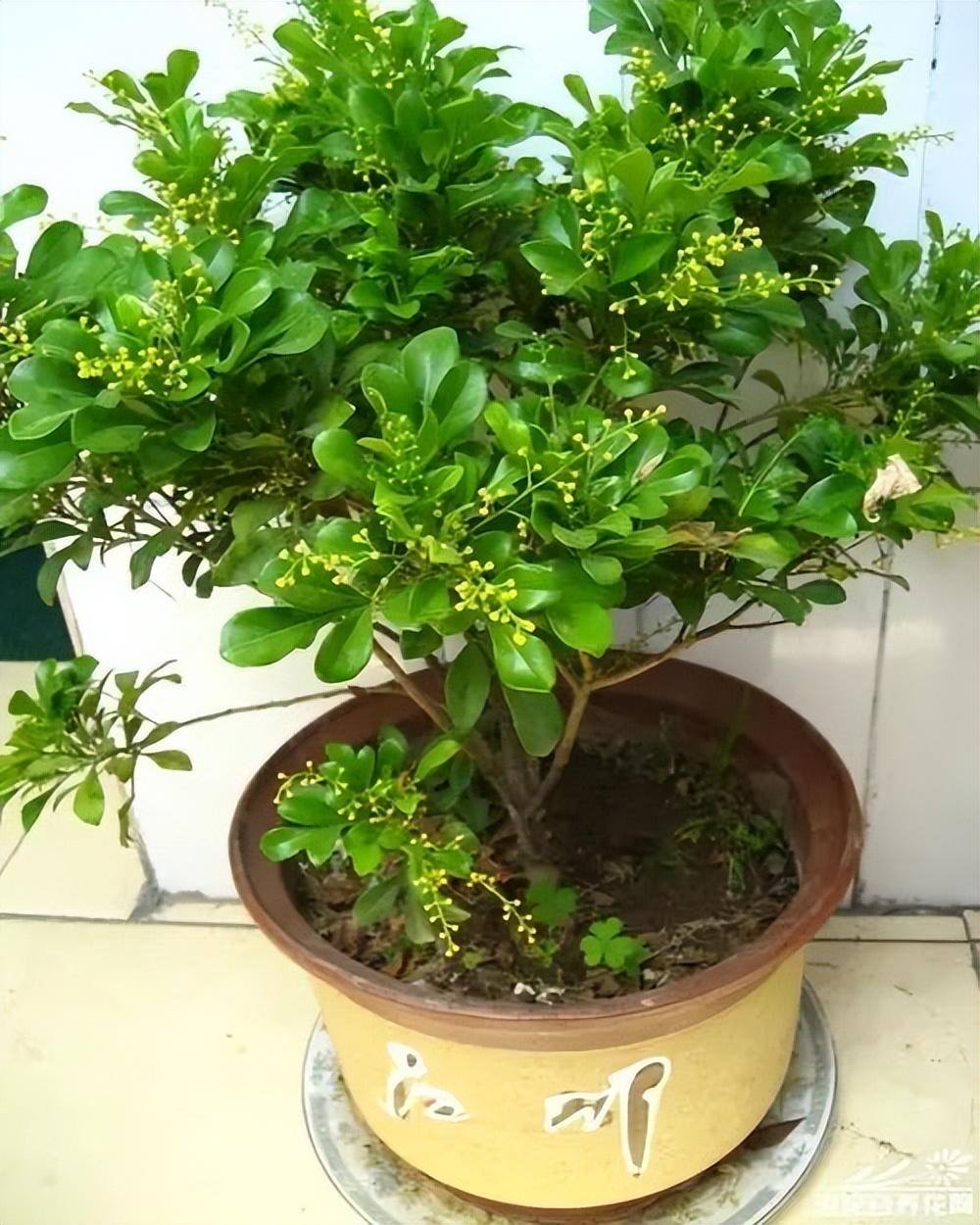 养花什么花是喜酸的,喜酸的花怎么养