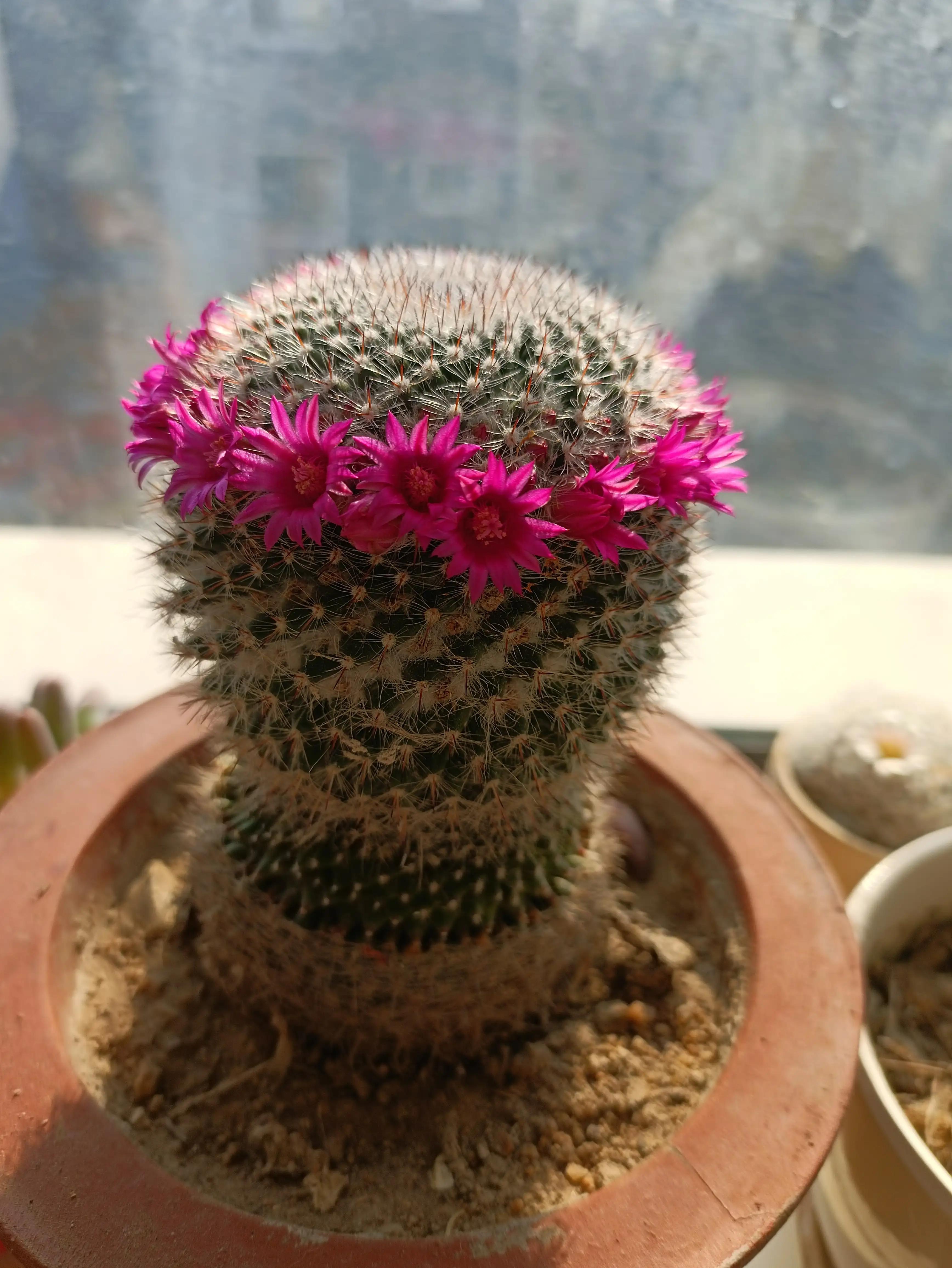 仙人球的花语完整版,仙人球的花期有多长时间呢