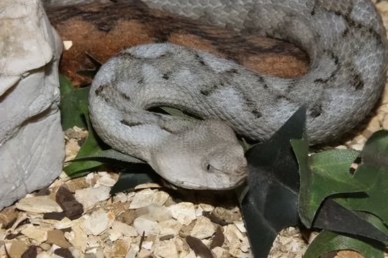 「原来欧洲有这么多种蛇？！」偷师卡塞尔的豢龙大师·下