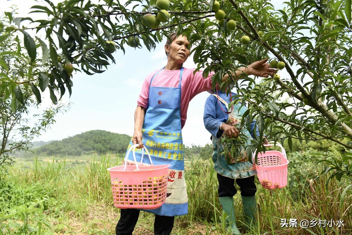 蜂糖李种植在哪些地方品质比较好,种植蜂糖李利润