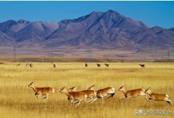 赵久莲：青海湖畔的中华对角羚