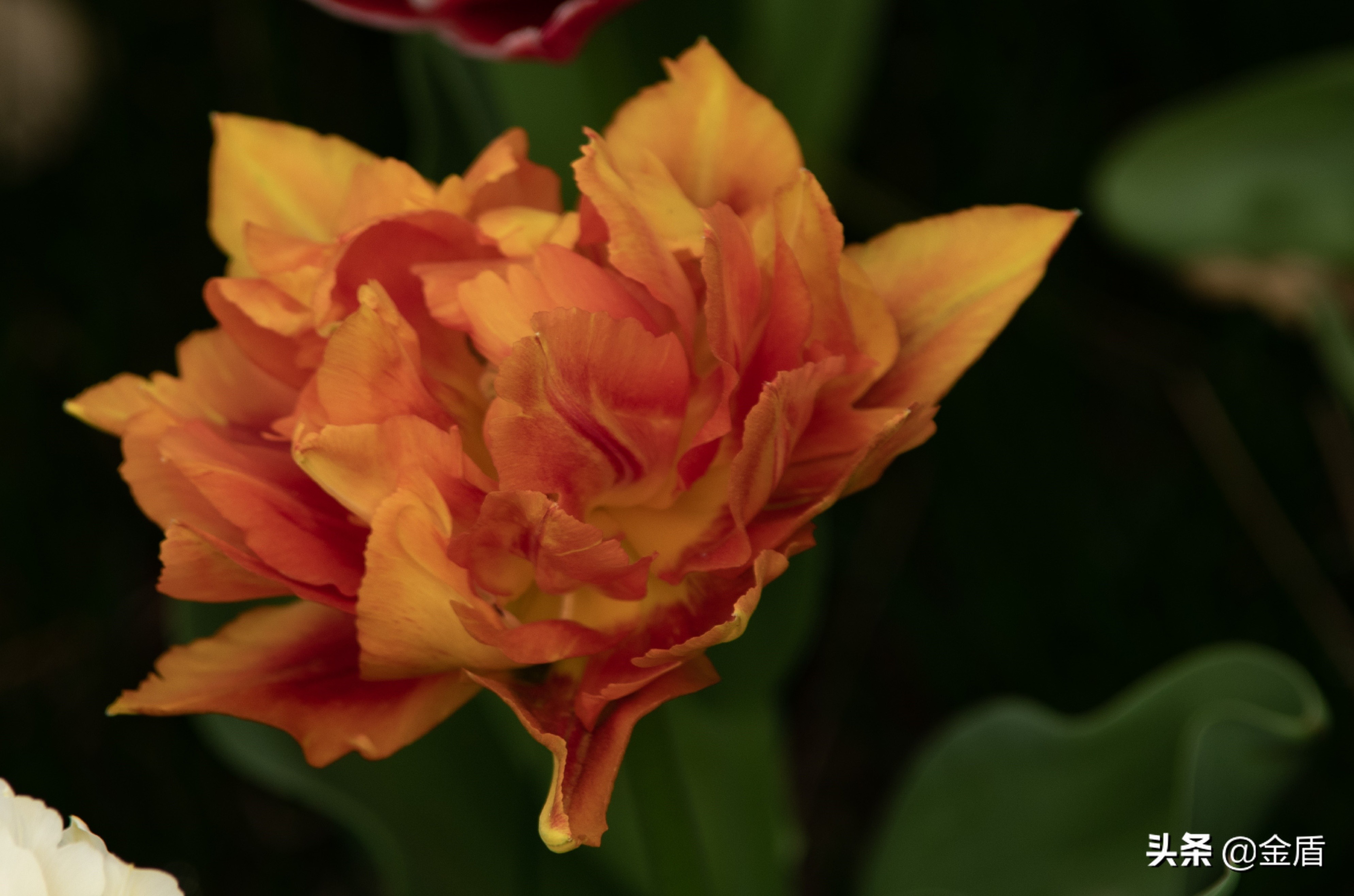 荷兰国花郁金香介绍1500字,荷兰国花是郁金香的原因