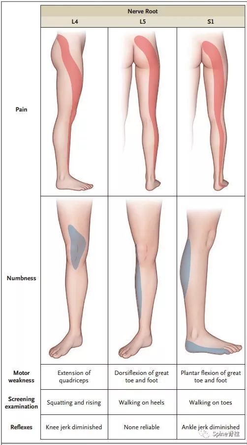 脊柱神经支配疼痛区域,脊柱神经支配的脏腑