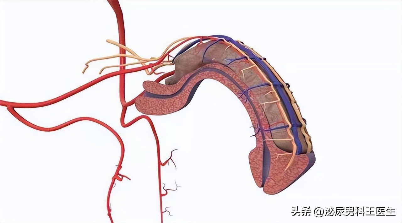 他达拉非药效长达36小时，这种药性对身体健康影响大吗？