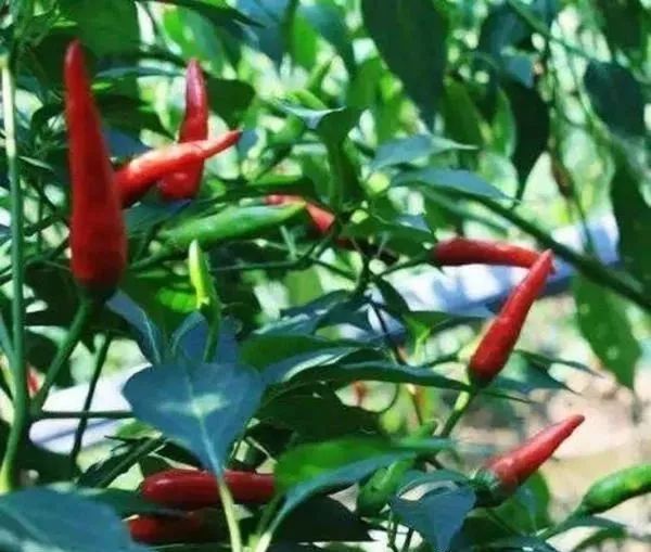 最辣的辣椒全球,全球超辣辣椒