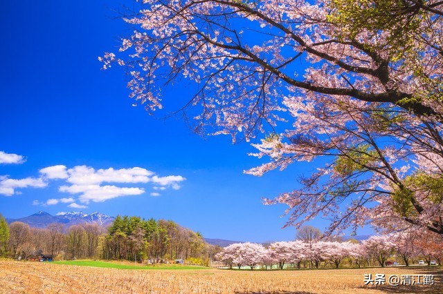 樱桃好吃树难栽完整故事,樱桃好吃树难栽家常版完整版