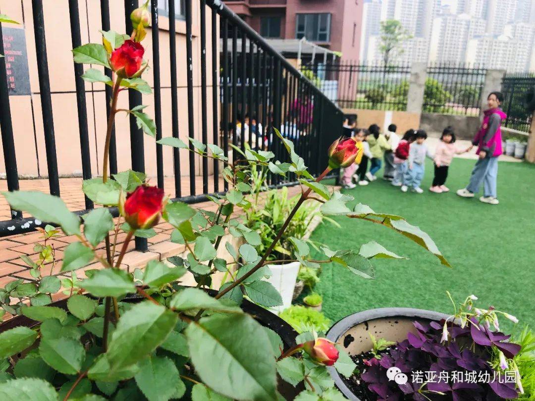 绿洲幼儿园健康体检,诺亚舟幼儿园