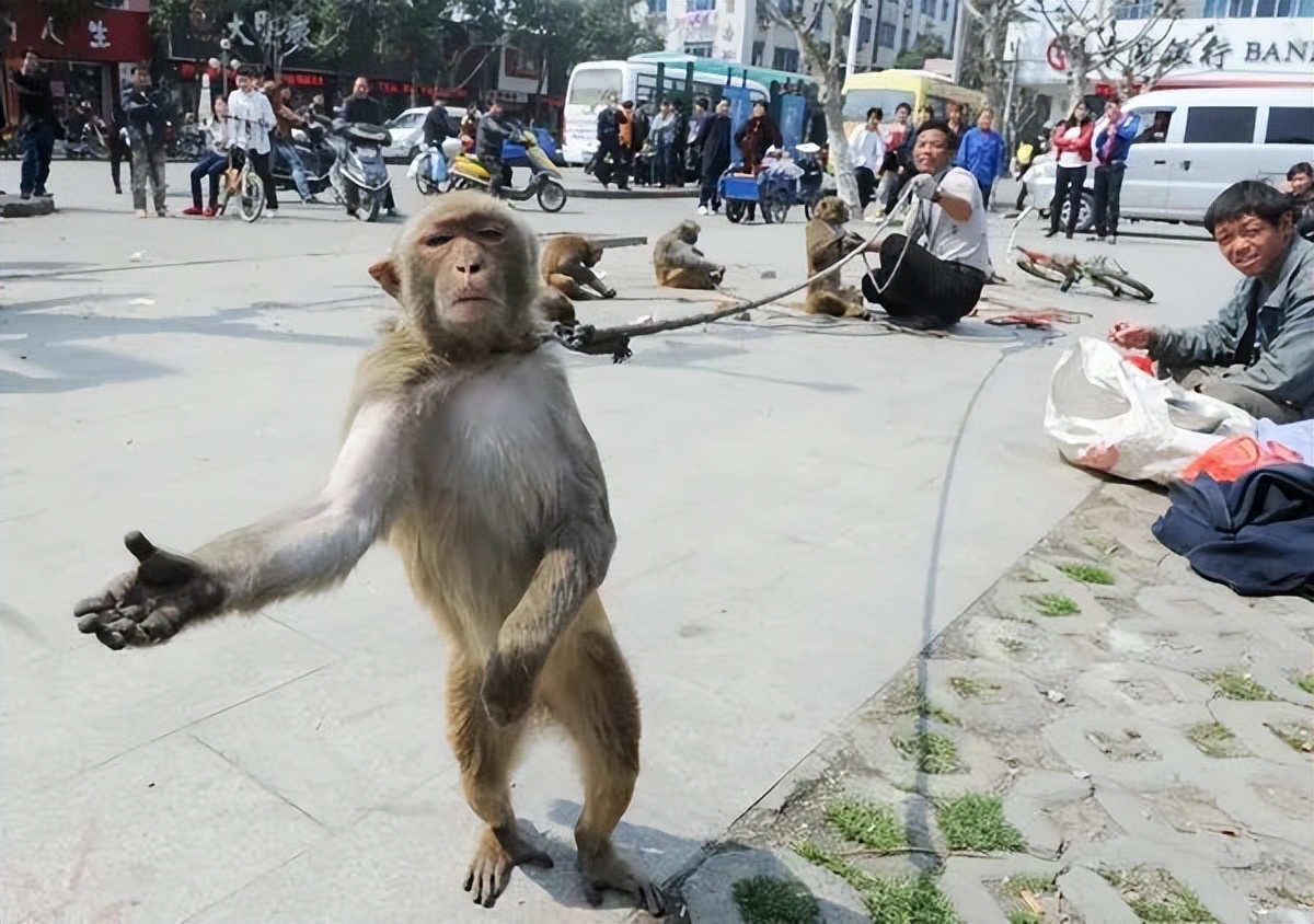 猴子粤语为什么叫马骝,广东话猴子为什么叫马骝