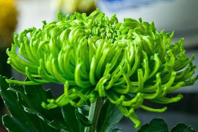 绿牡丹菊花名贵稀有吗,菊花绿牡丹介绍