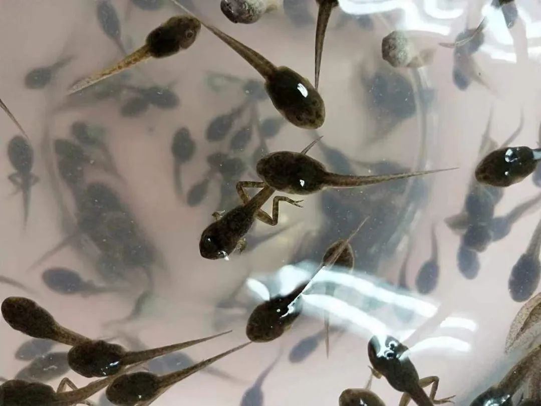 新绛县幼儿园【中四班班本课程】遇见蝌蚪