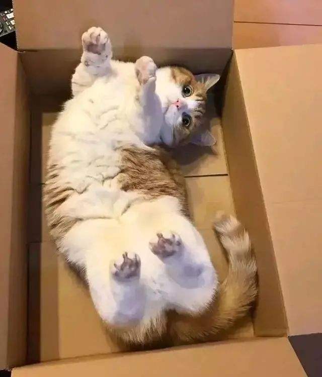 猫咪躺下露肚子代表什么,原来猫咪露肚子有这些含义