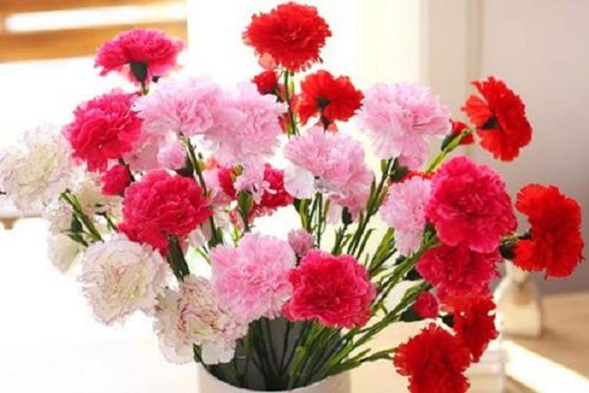 五月八日母亲节,五月母亲节给老妈准备的花