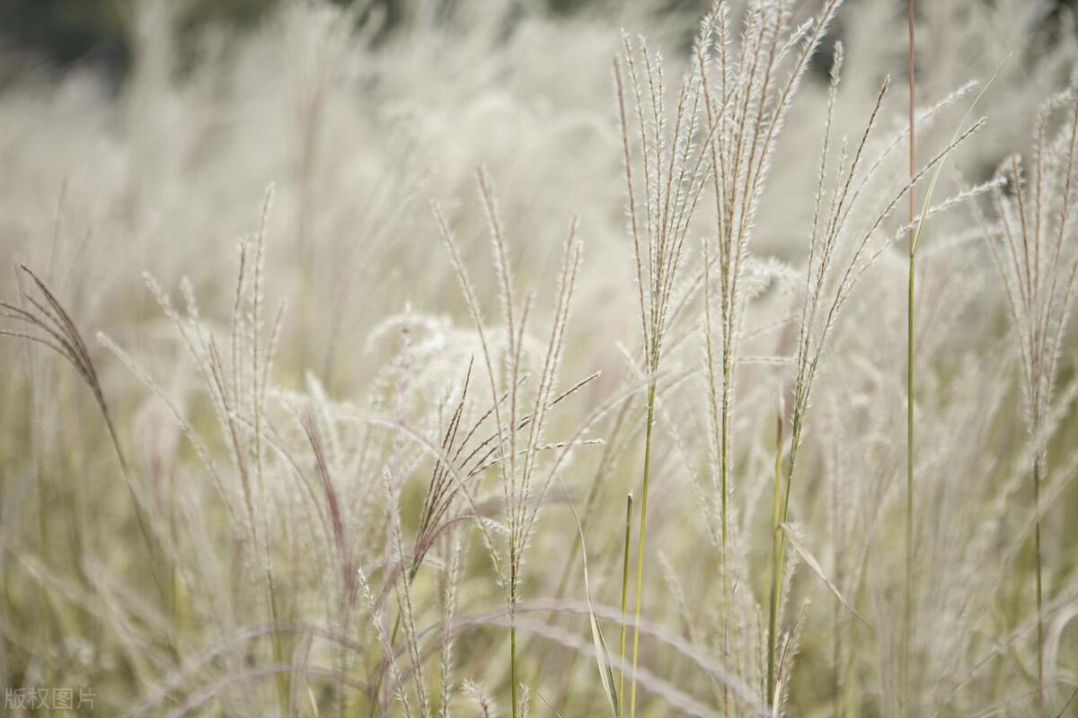 文学型网名四个字,有文学内涵的网名
