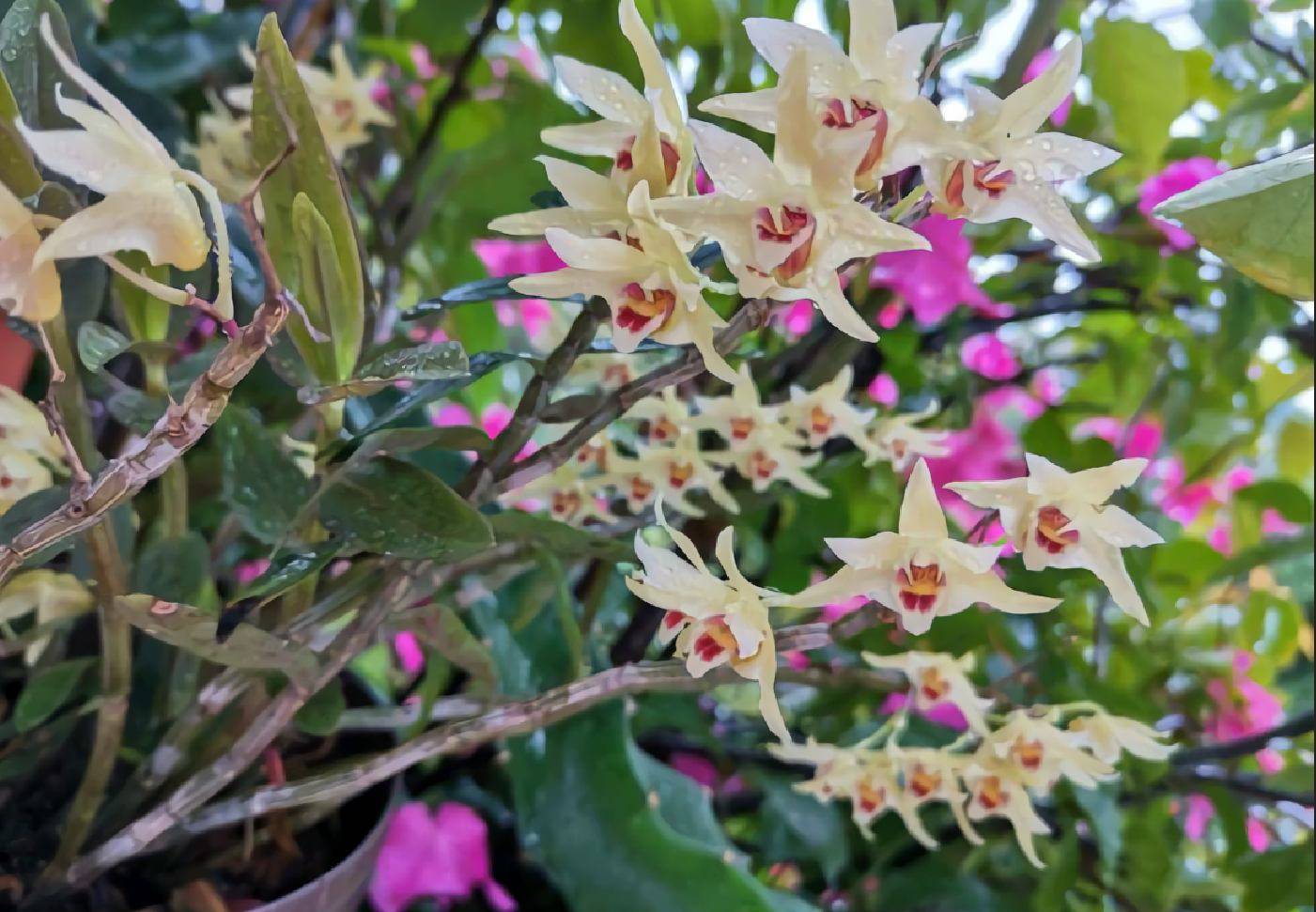 5种花是懒人养花首选,人养花花养人适合室内养的6种花