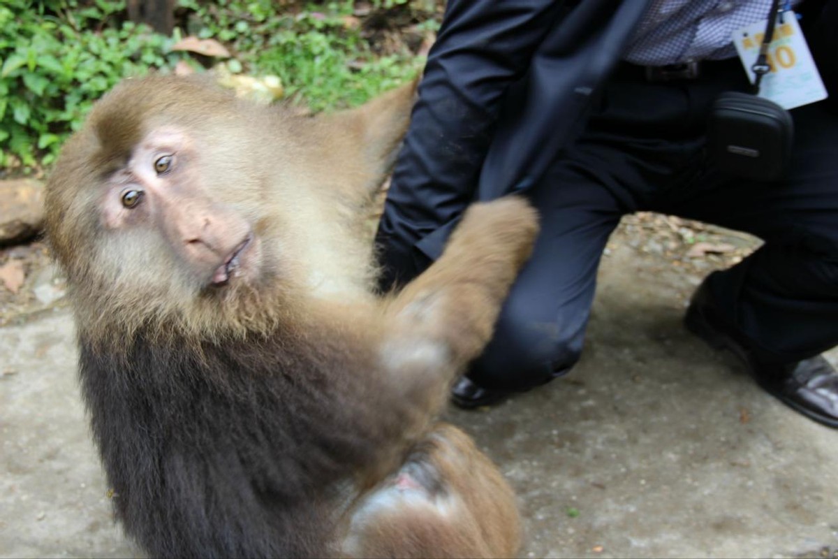 怒江金丝猴和峨眉猴干架,金丝猴遇上峨眉山猴子会发生什么