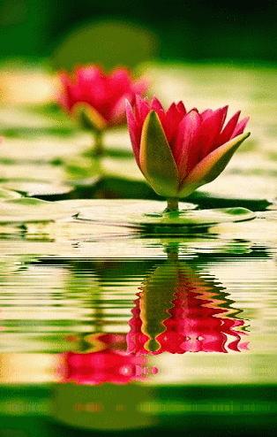 千字文诗社,第591期连天芳草翠，杨花柳絮飞