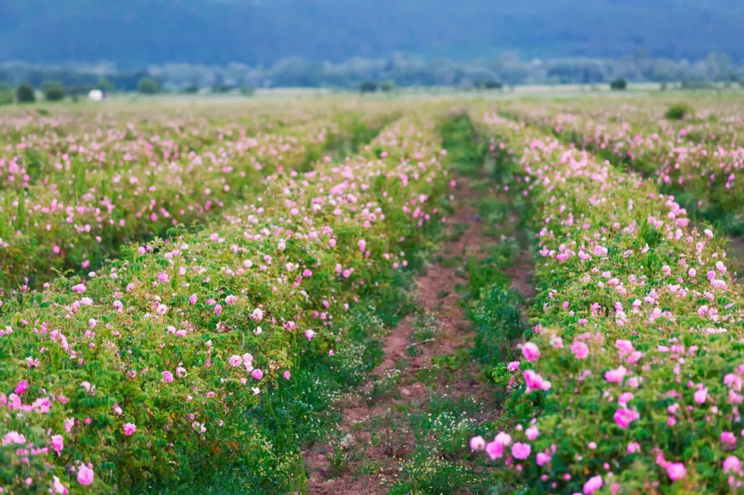 玫瑰和月季的所有种类,比较经典的玫瑰花型月季