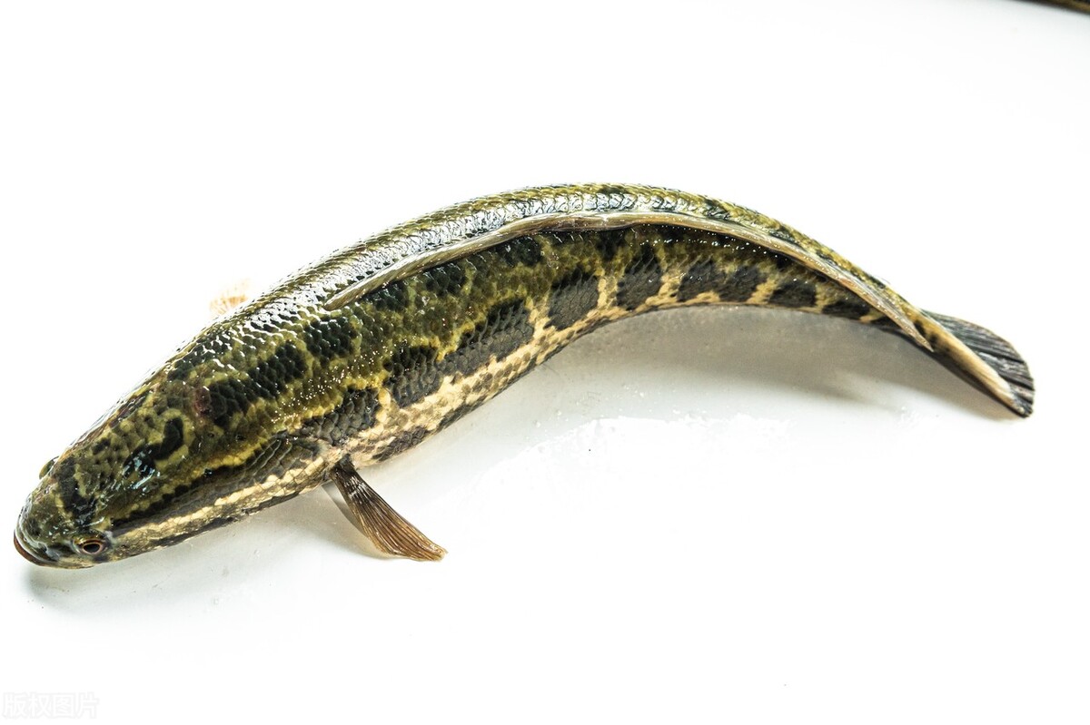 黑鱼不放水可活多久 (黑鱼为什么可以在空气中存活很久)