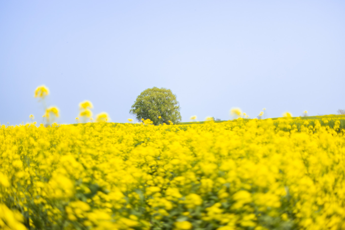 春日下江南杭州,泰州一日游攻略美食
