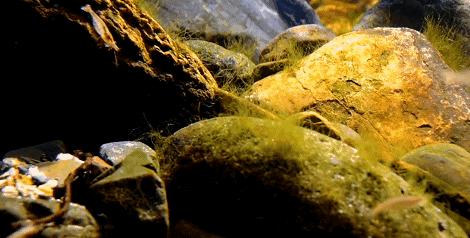 在卧室造一片弱肉强食的危险雨林，会打雷还真的会下雨