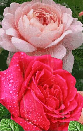 一朵玫瑰花唯美图片大全,分享一组绝美花图