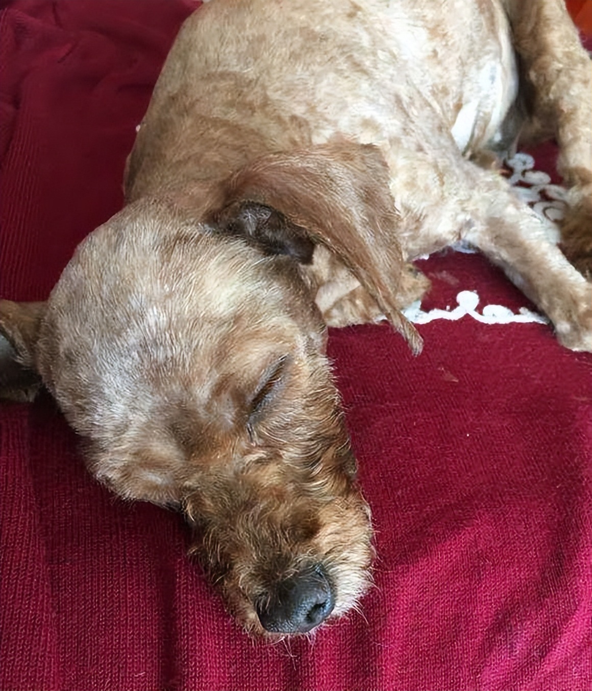 我的狗狗死了怎么度过这段时间,我的小狗生病了却丢了我该怎么办