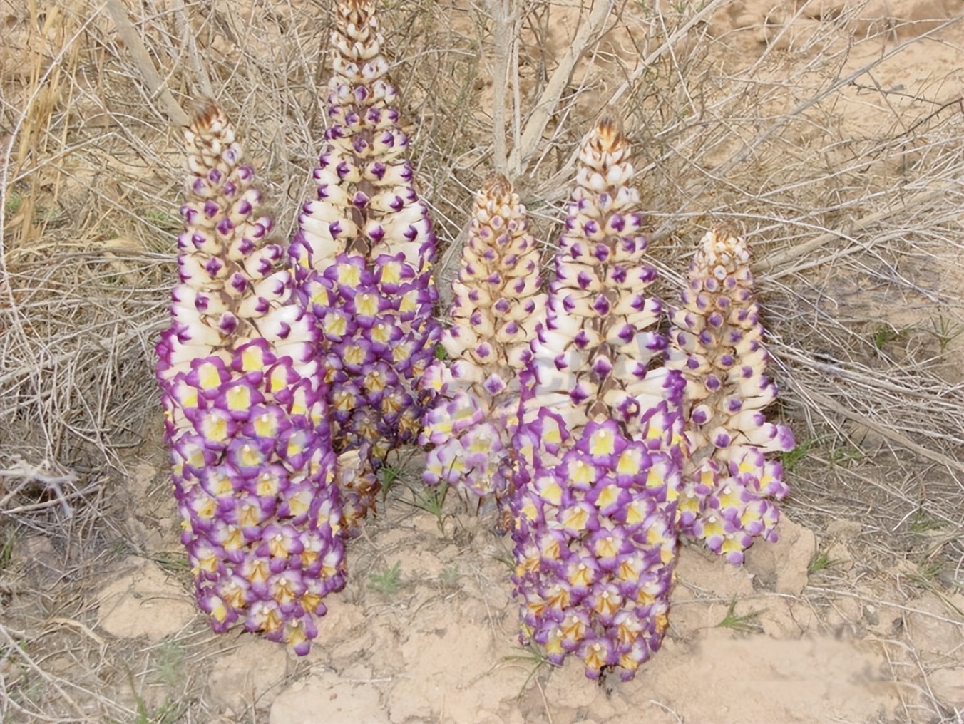 张掖土特产冬虫夏草,甘肃酒泉瓜州特产锁阳苁蓉