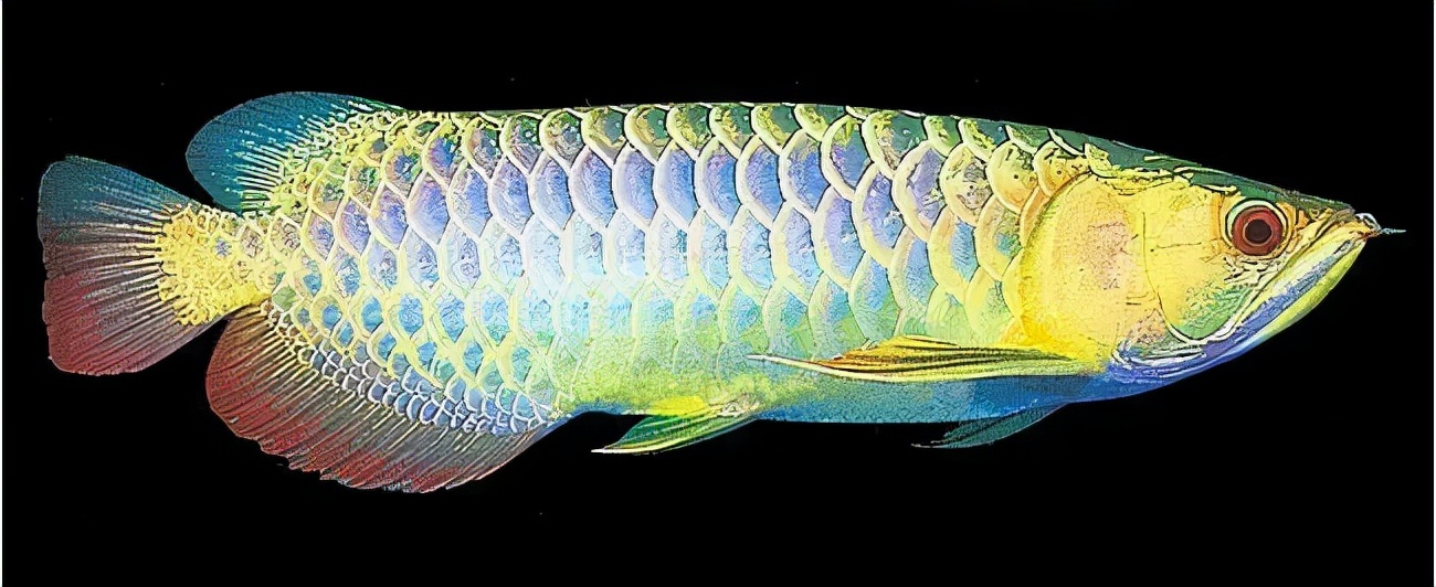 金头过背金龙鱼怎么饲养,金龙鱼如何饲养避免掉眼