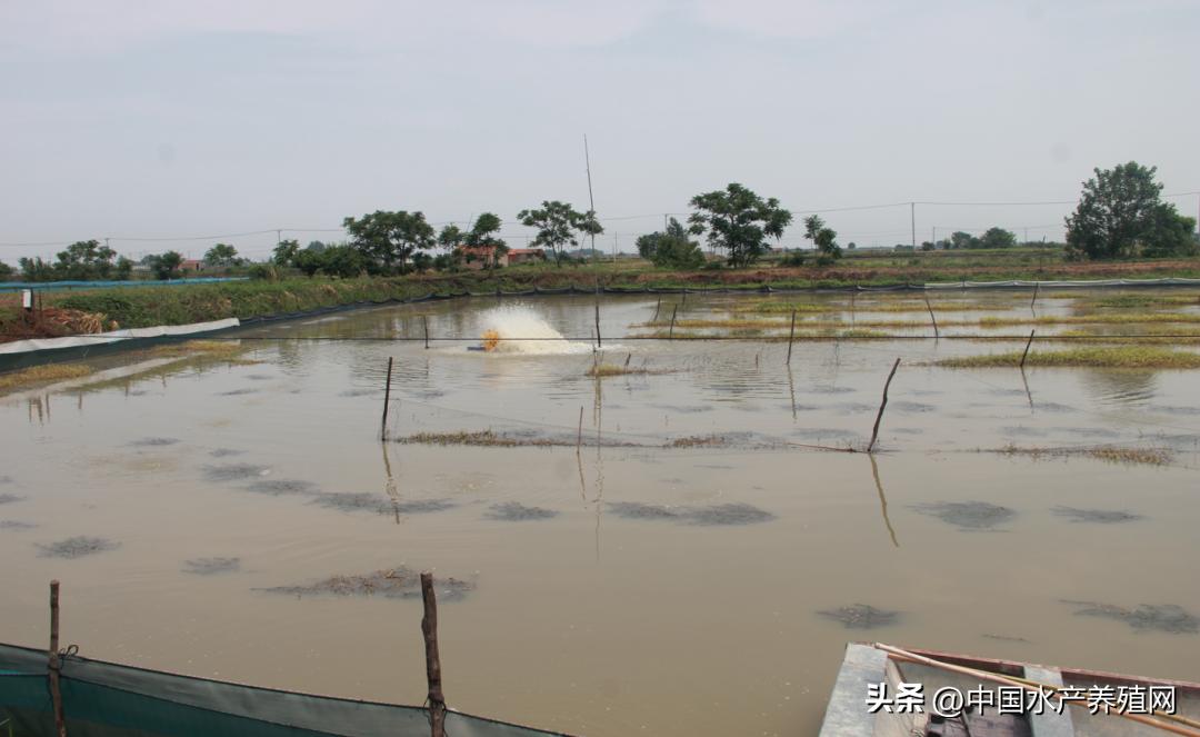 高温死蟹,防止青蟹死亡