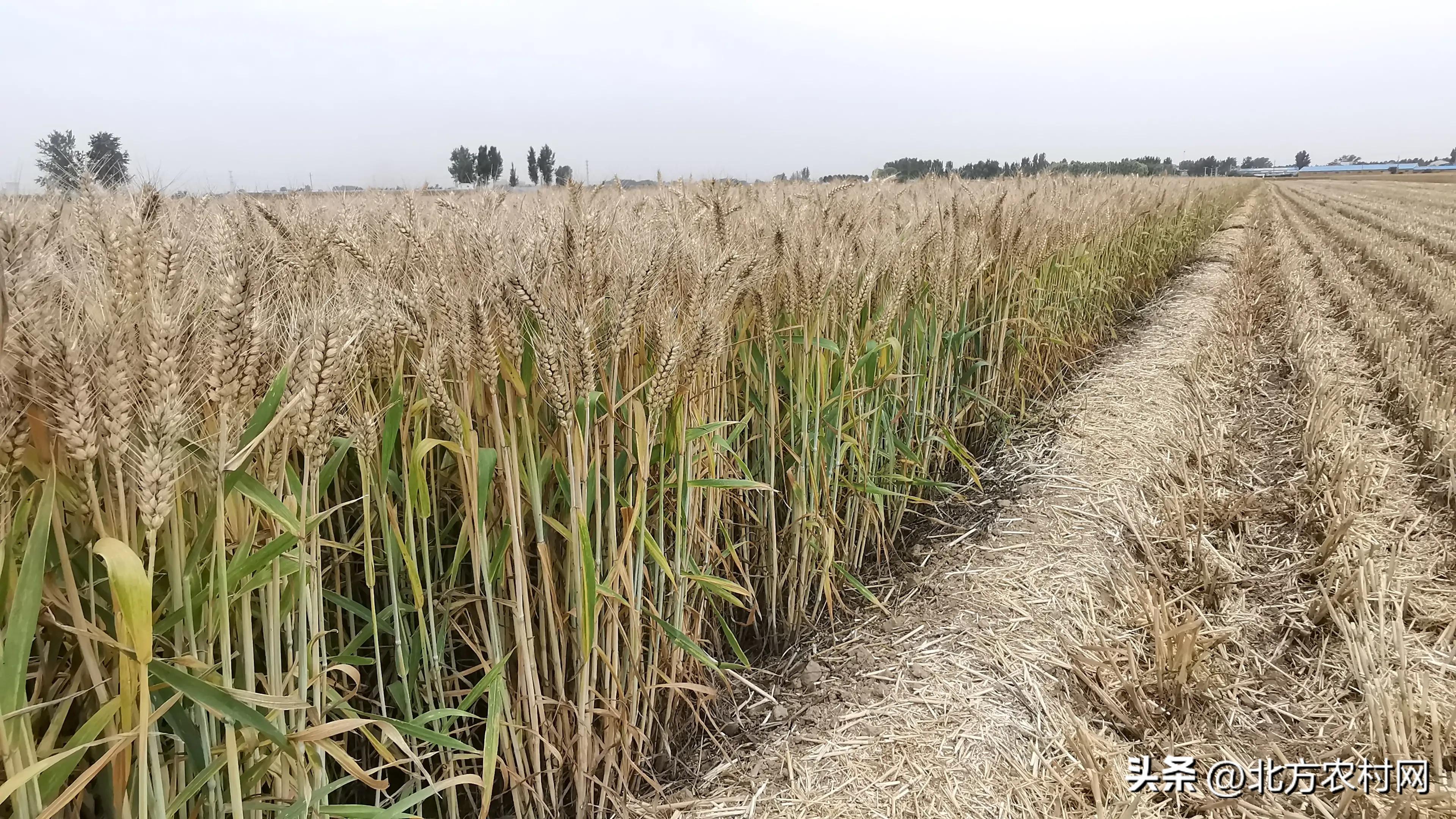 2016年小麦国审有哪些品种,国审小麦超高产品种前十名