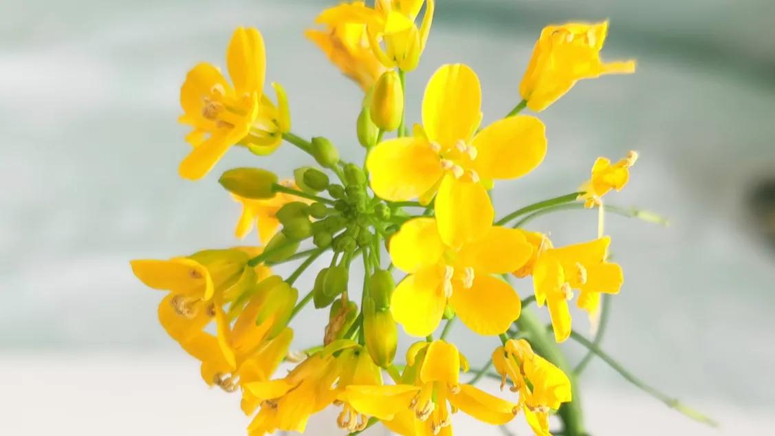 赏花旅游种什么花,春季去公园踏青上百种花让人眼花