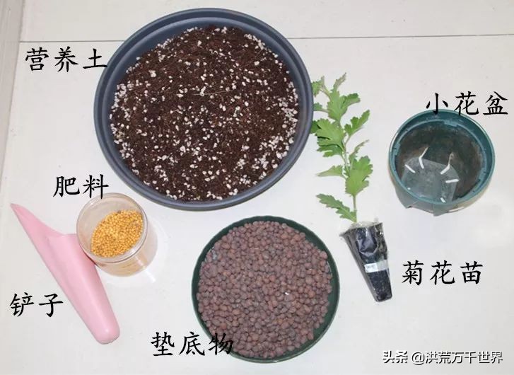 中国十大稀有珍贵菊花品种图片,一年四季开花的菊花有哪些品种