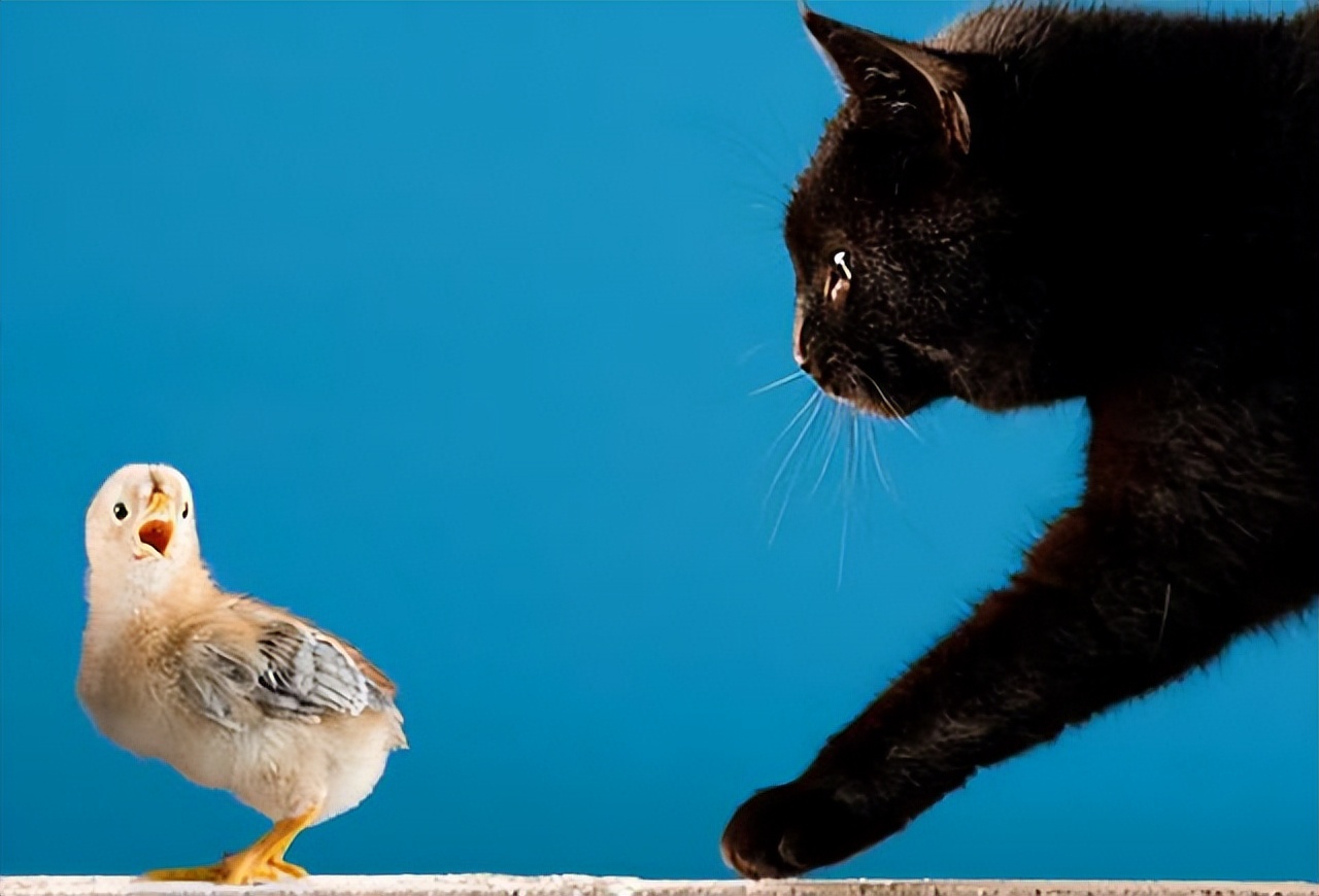 关于猫和老鼠你可能不知道的事,猫和狗为什么能相处得这么愉快