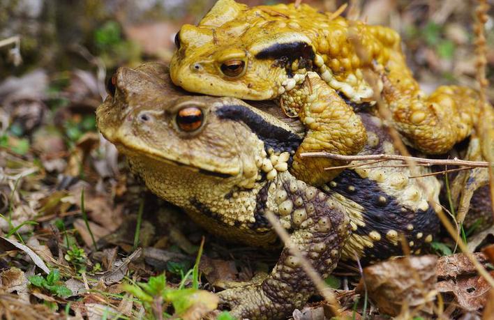养殖中华大蟾蜍需要什么手续,蟾蜍的人工养殖成功了吗