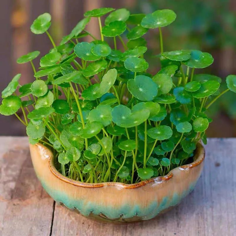 养这10种花越养家里越干净,适宜在家中养的10种花排名