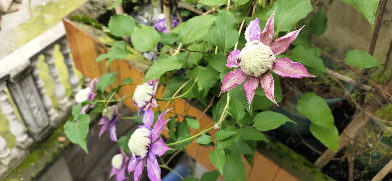 看我满屏都装不下的肉多多