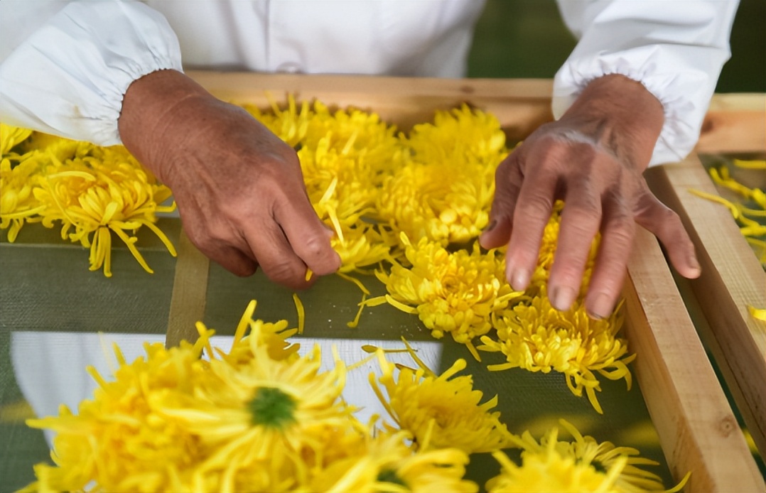 菊花长期喝一个月有害处吗,喝菊花的4大禁忌