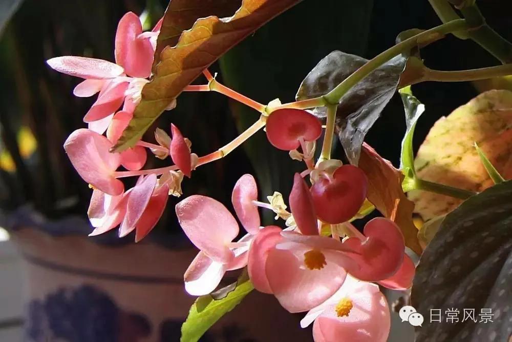 婆婆画画,婆婆画画教程