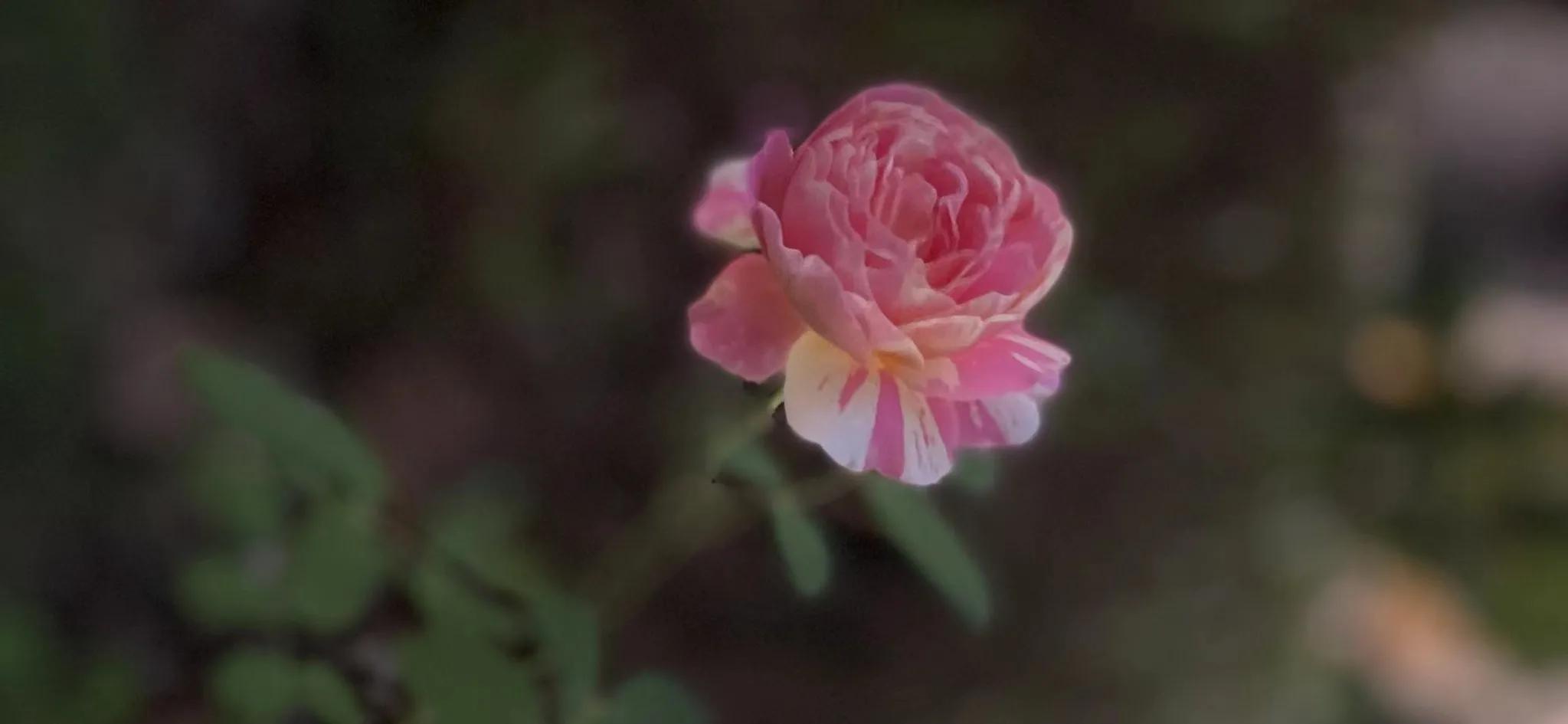 法国莫奈代表作品,和莫奈相似的月季