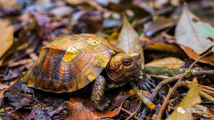 新手最适合养的几种龟,哪种龟最好养价格高