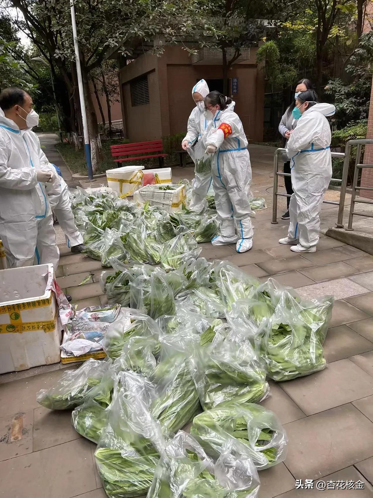 喜从天降！疫情围困中的天邻风景，突然长出9000斤油麦菜