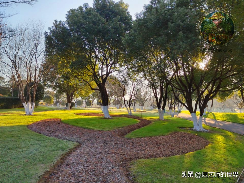 疏林草地的作用,疏林草地效果图