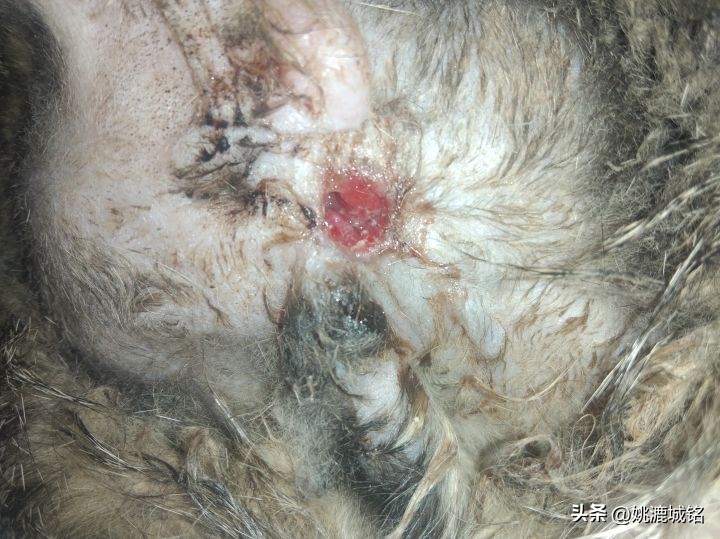 猫的肛门腺怎样治疗,猫的肛门治疗