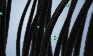 淘米水让白发变黑发吗,淘米水洗发水真的能让白发变黑吗