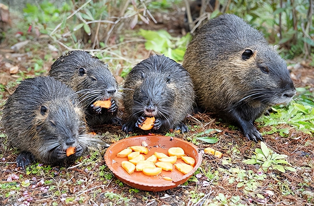 国内惊现巨型老鼠,上海巨型老鼠