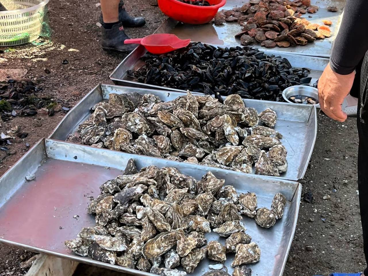 浼棞鏆戞湡鏀暀,浼棞